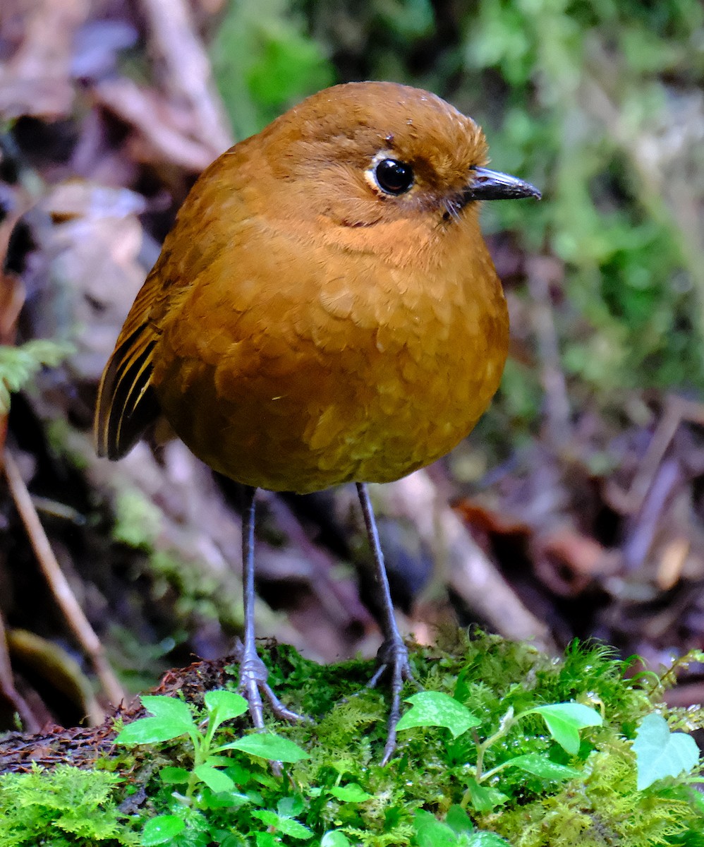 Urubamba Antpitta - David Zittin