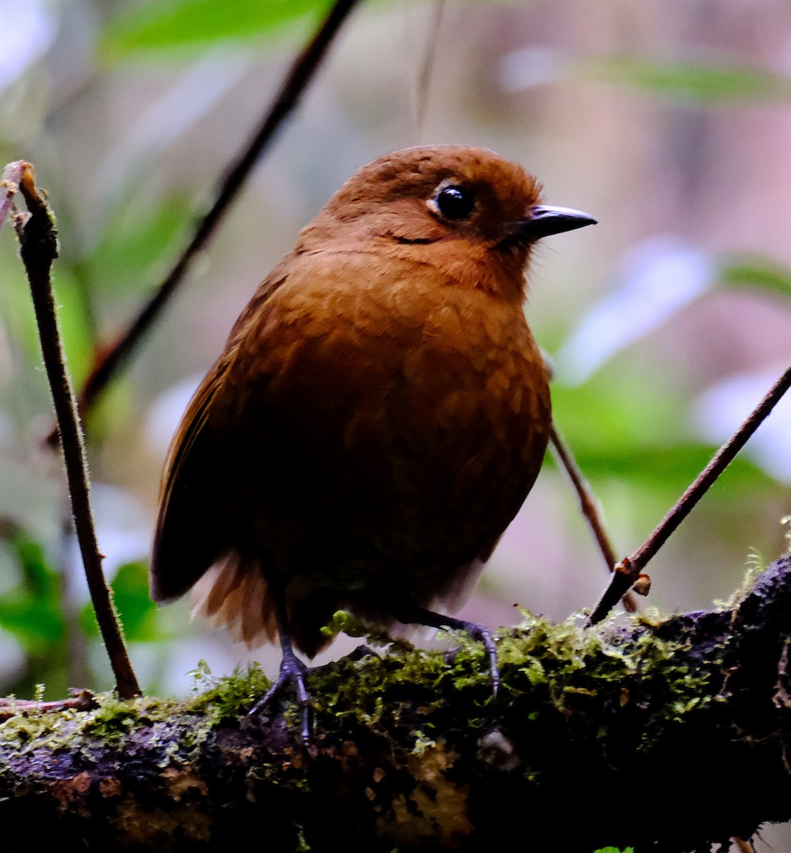 Urubamba Antpitta - ML623858804