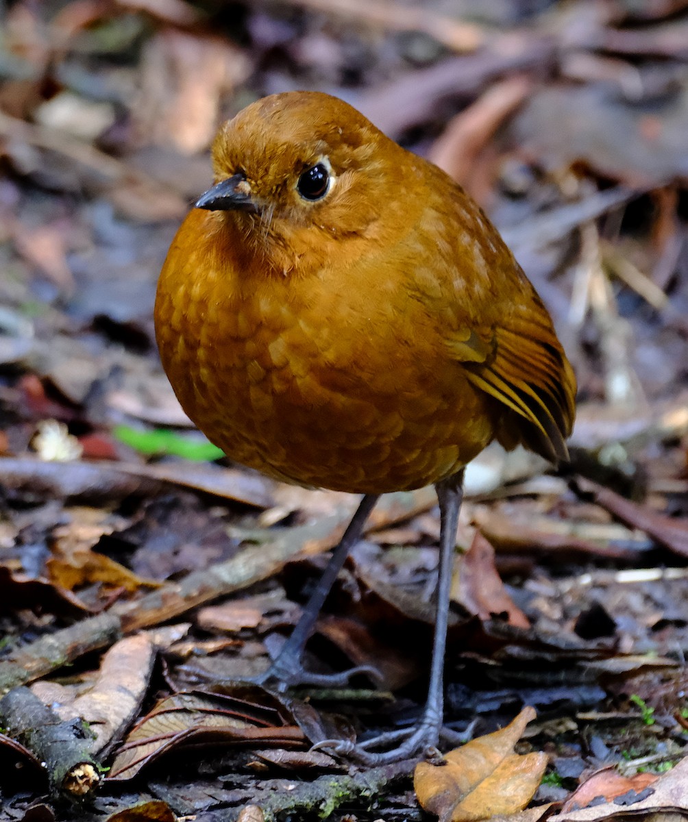 Urubamba Antpitta - ML623858805