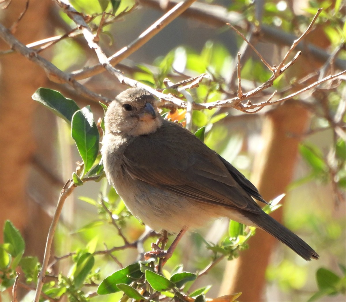 Dull-colored Grassquit - ML623858821