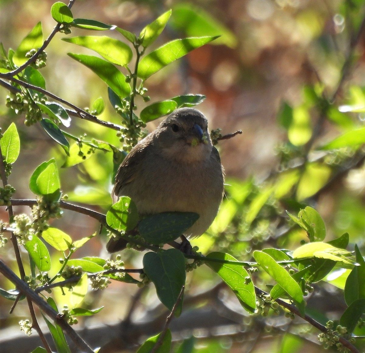 Dull-colored Grassquit - ML623858828