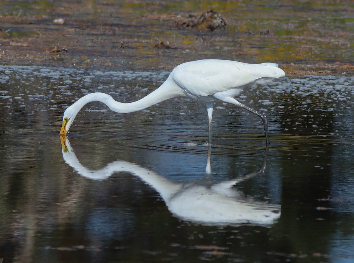 Great Egret - Zachary Holderby