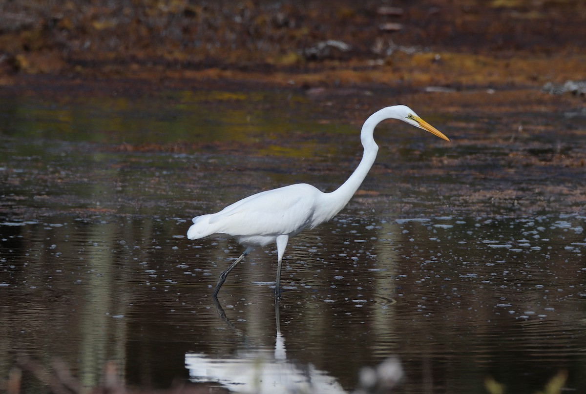 Great Egret - ML623858855