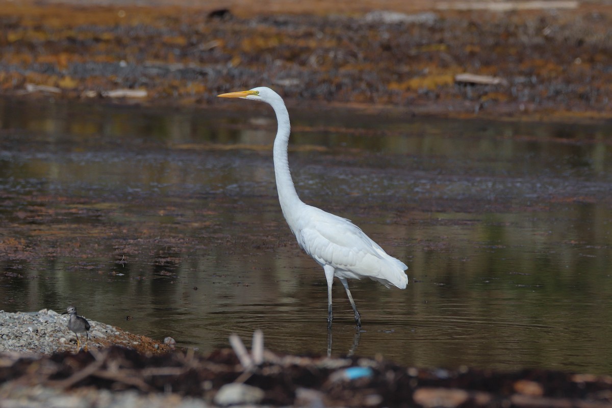 Great Egret - ML623858858