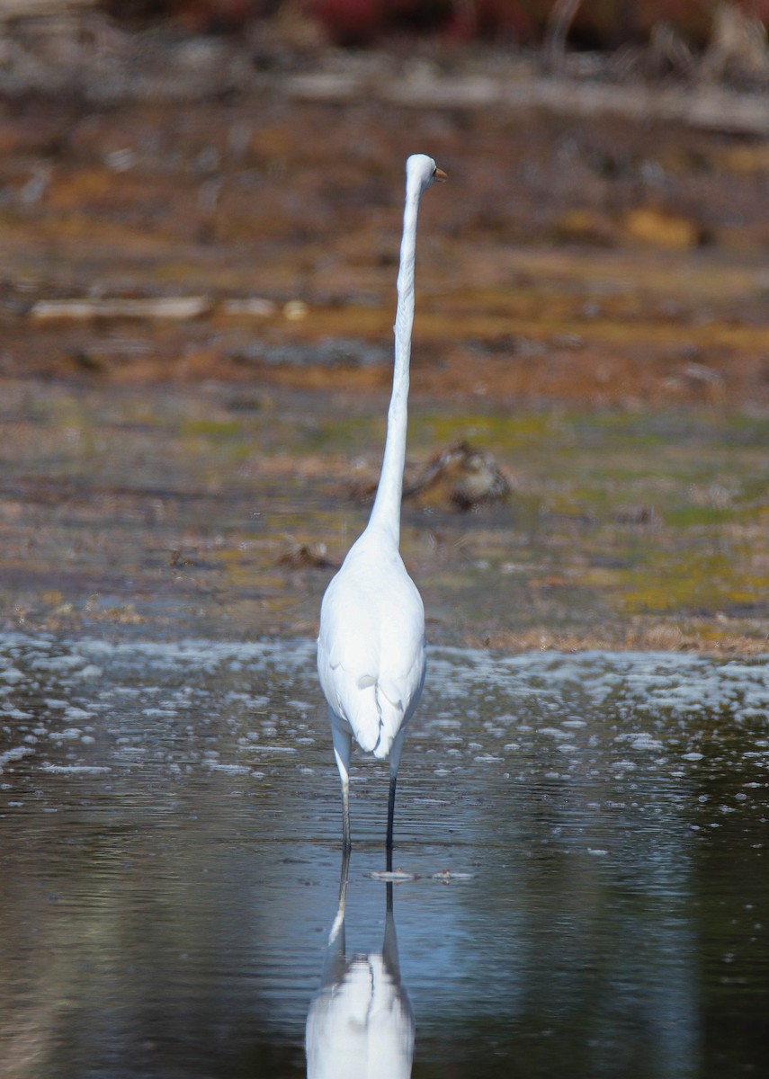 Great Egret - Zachary Holderby