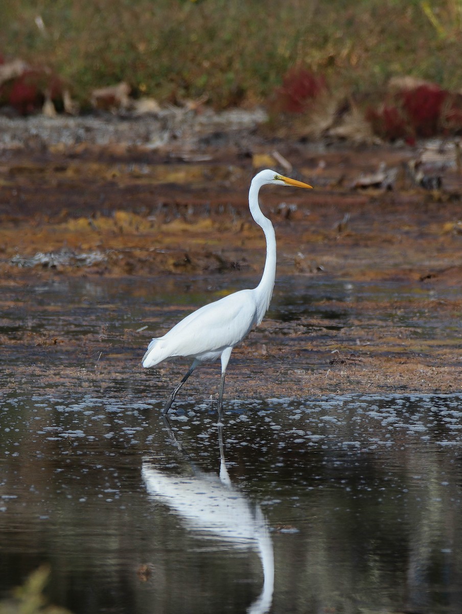 Great Egret - ML623858860