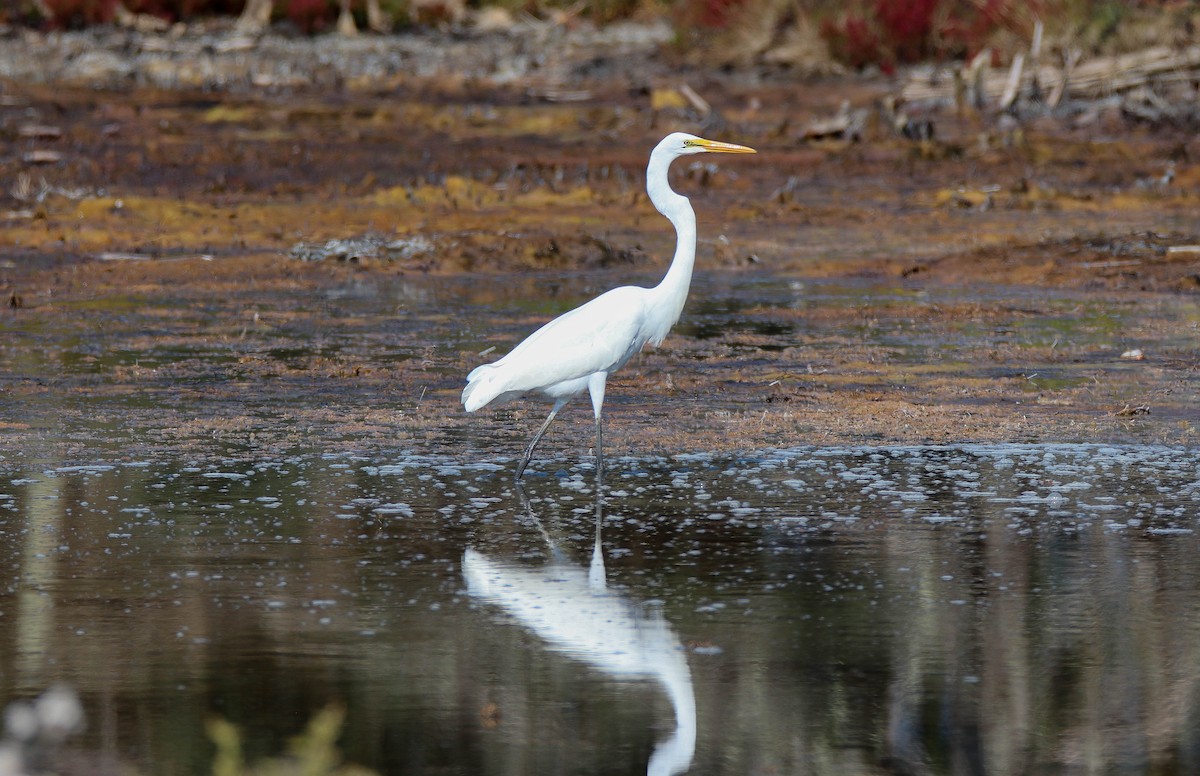 Great Egret - Zachary Holderby