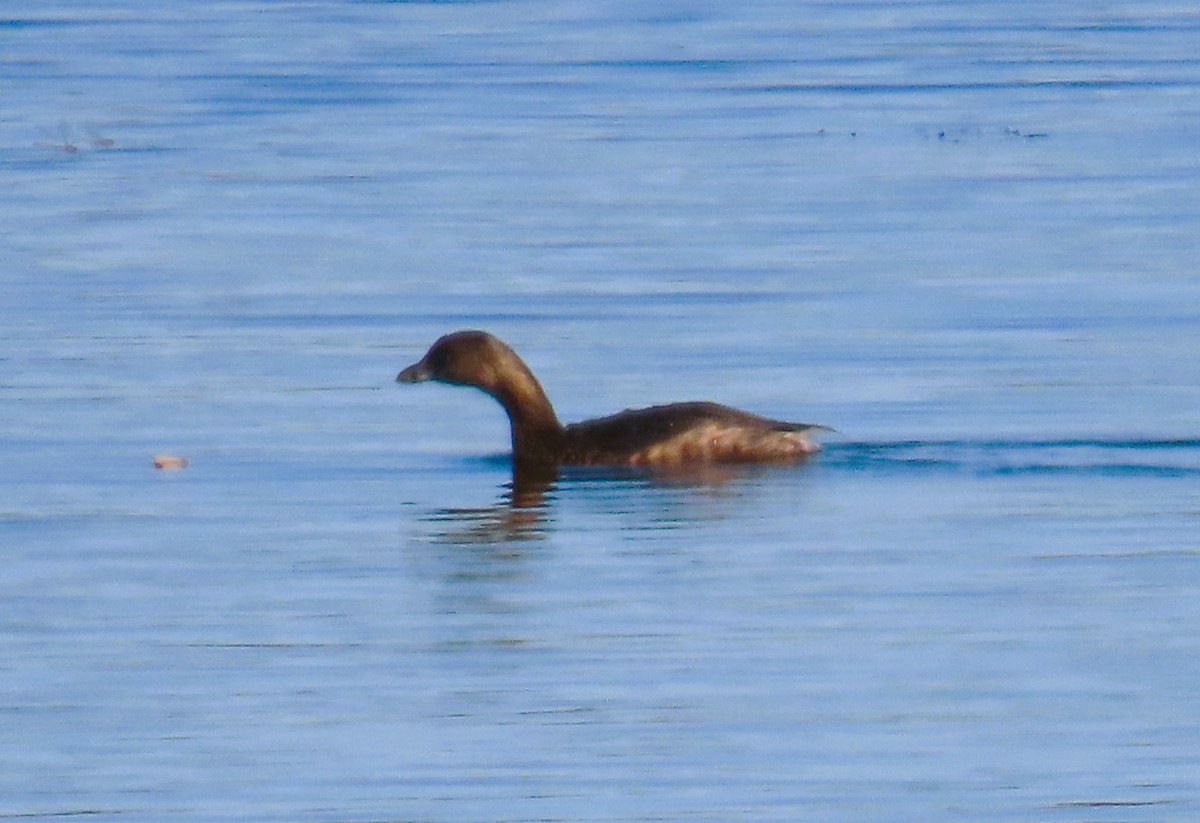 Pied-billed Grebe - ML623858874