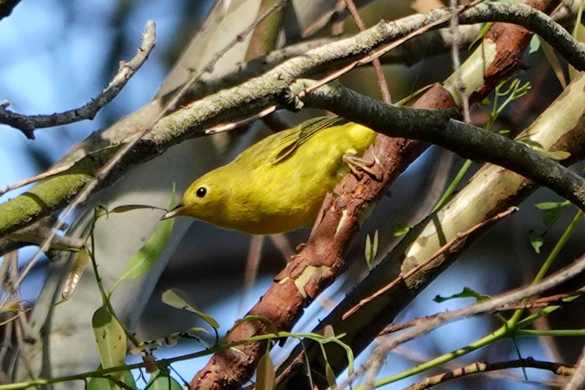 Yellow Warbler - ML623858875