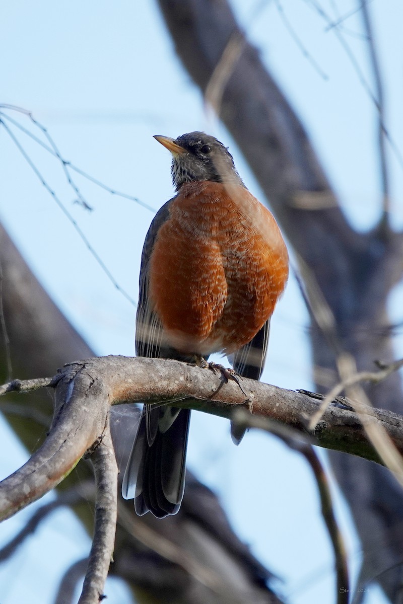 American Robin - ML623858901