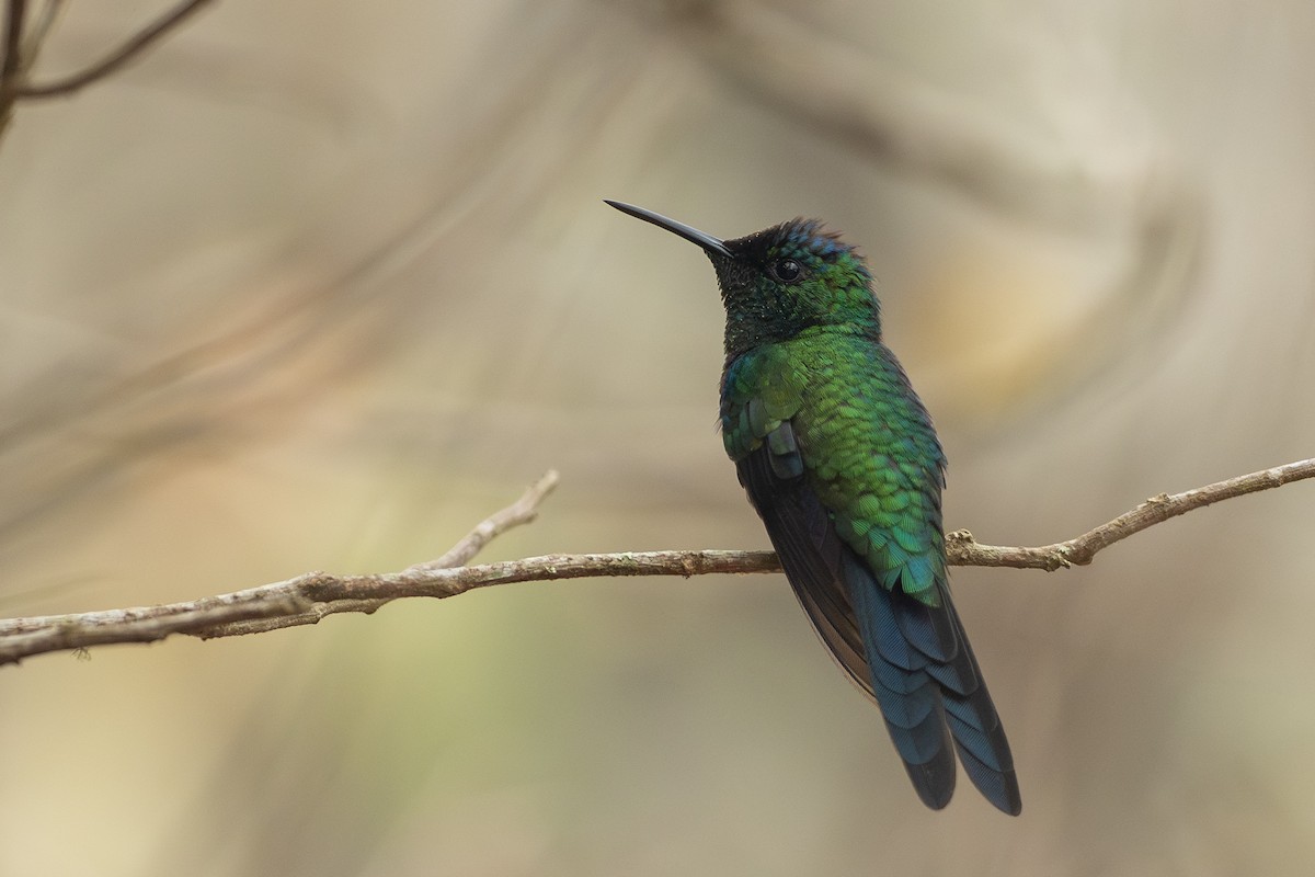 Violet-capped Woodnymph - ML623858902