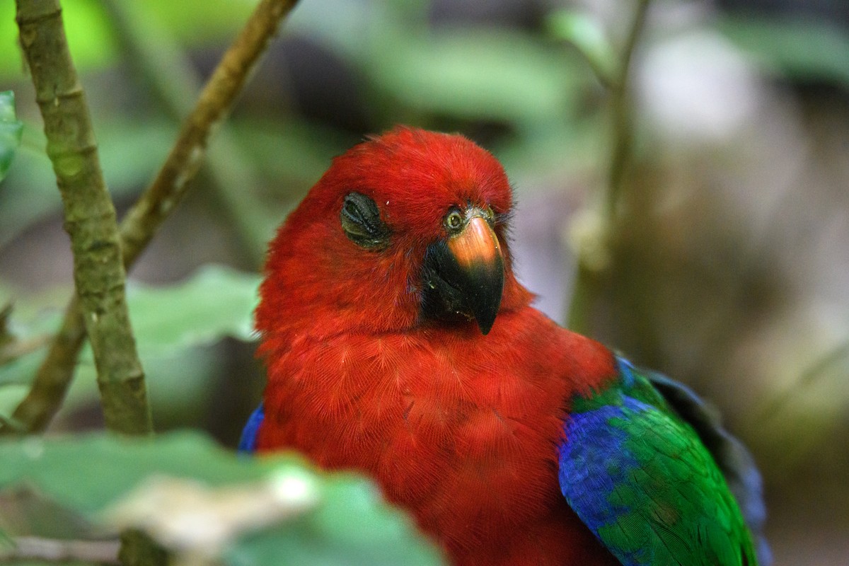 Moluccan King-Parrot - ML623858906