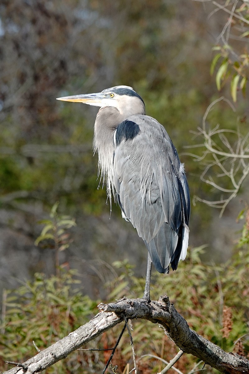 Great Blue Heron - ML623858938