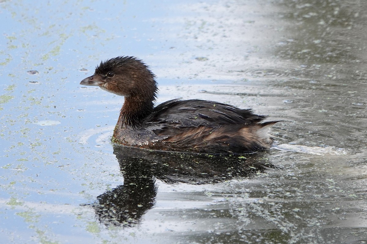 Pied-billed Grebe - ML623858944