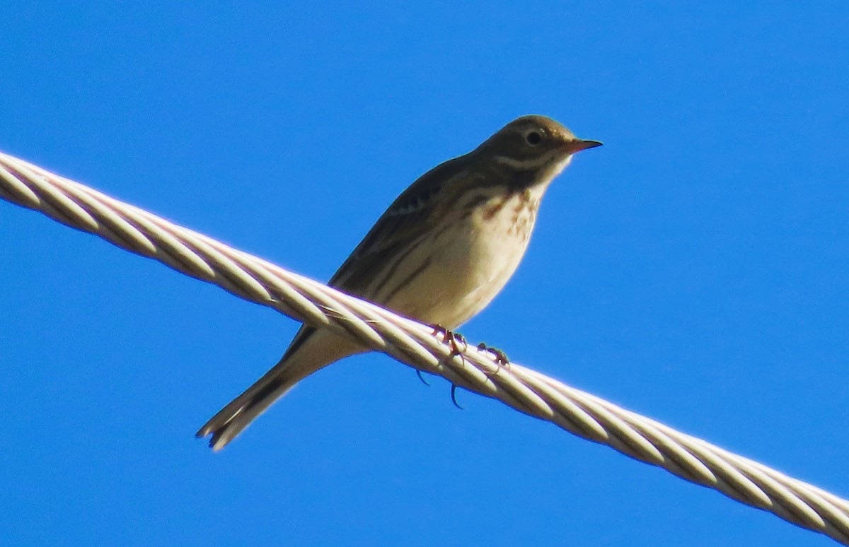 American Pipit - Alfred Scott