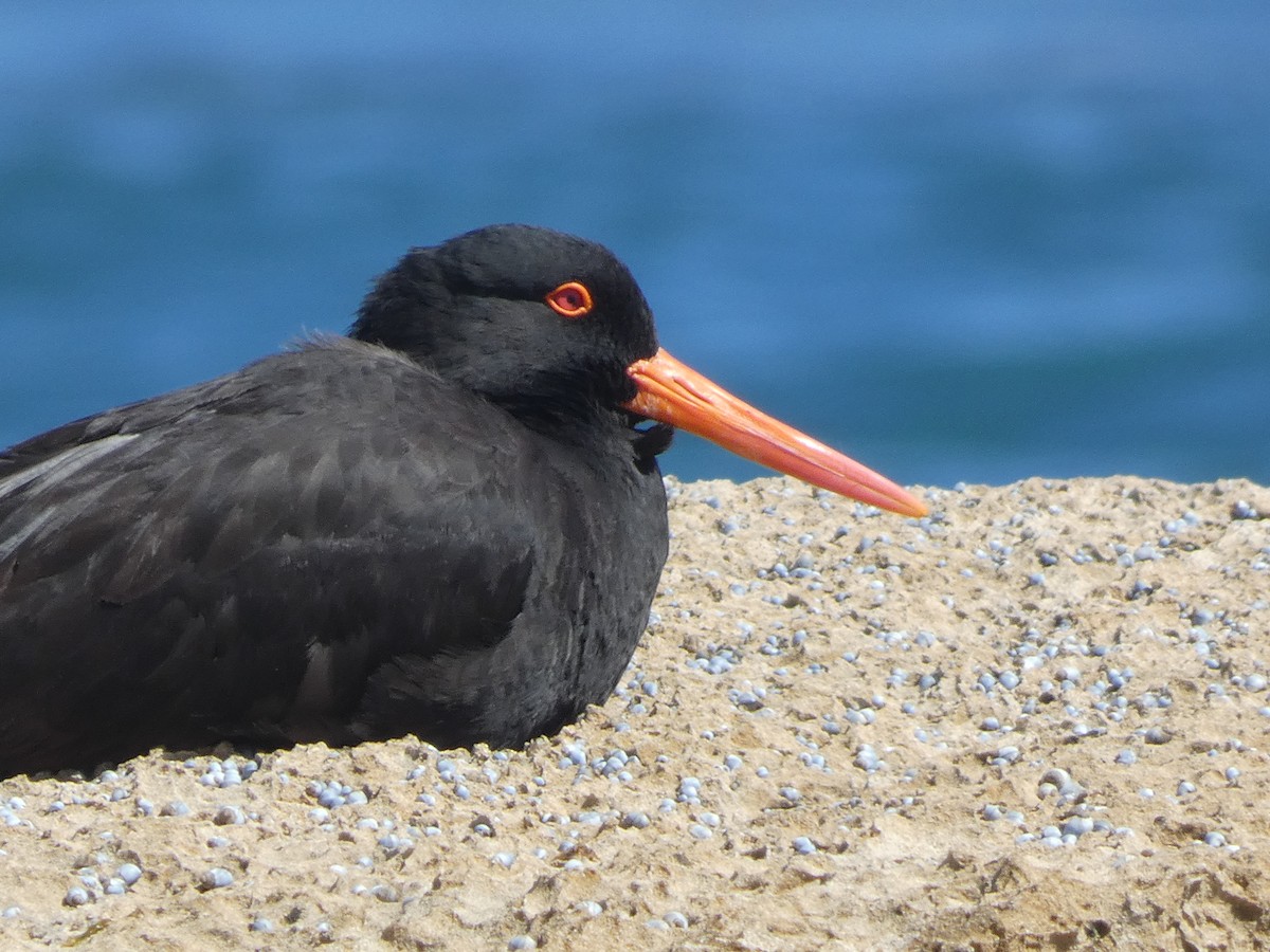 Sooty Oystercatcher - ML623858971