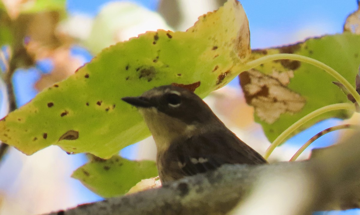 Yellow-rumped Warbler - ML623858993