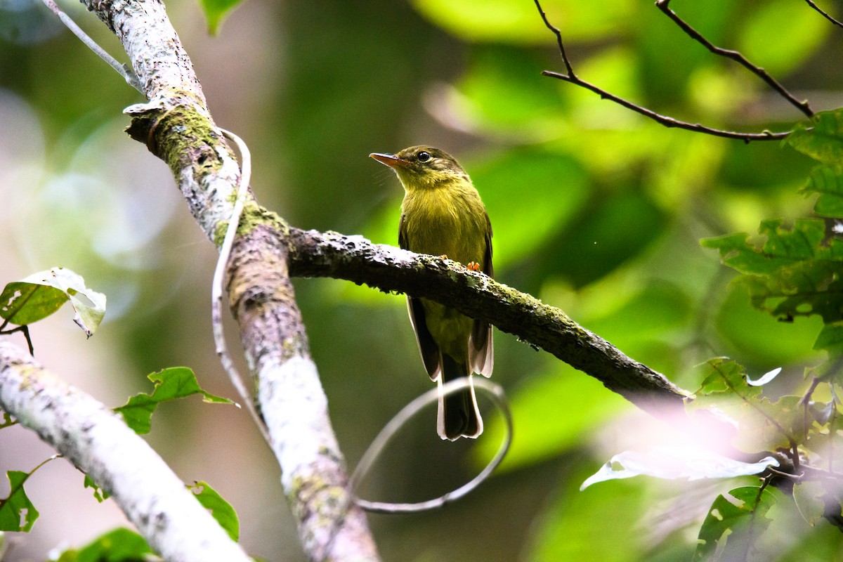 Olive Flyrobin - ML623859001