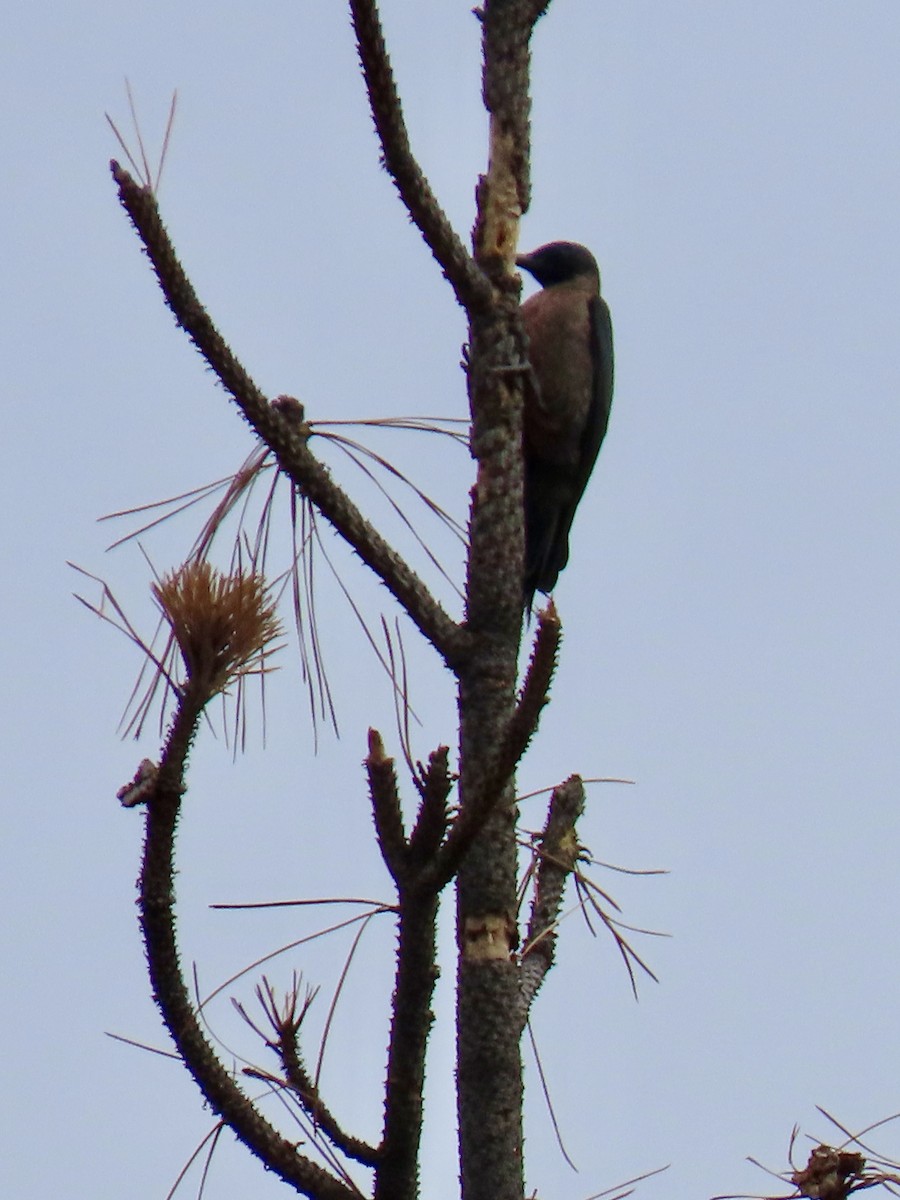 Lewis's Woodpecker - ML623859008