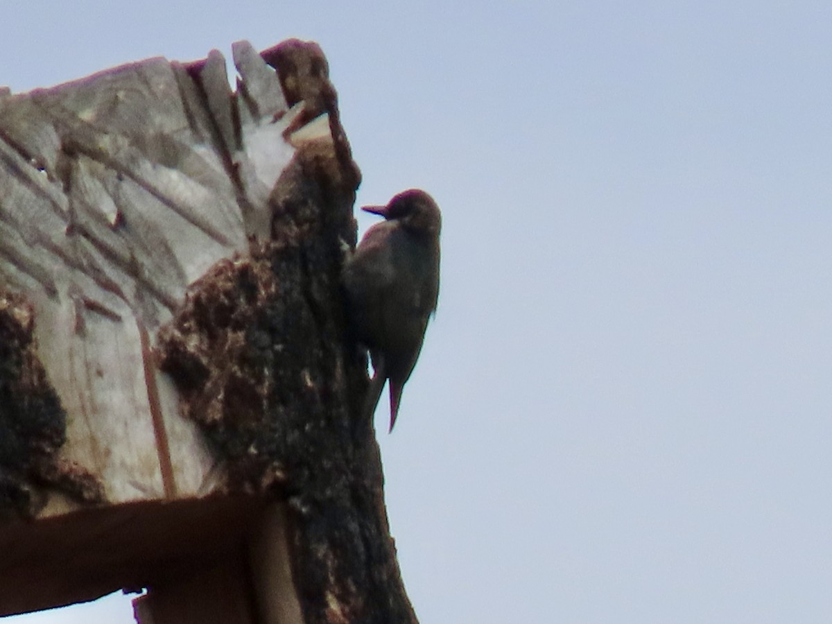 Lewis's Woodpecker - ML623859009