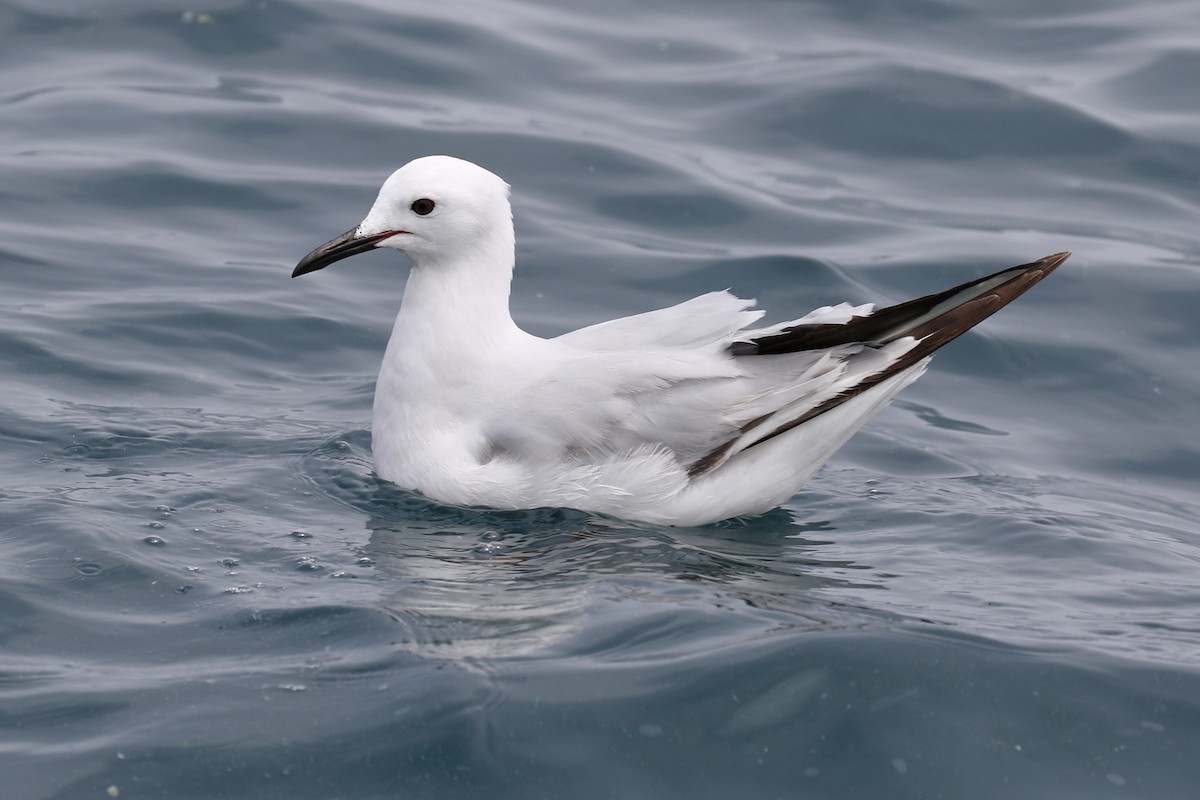 Mouette de Buller - ML623859032