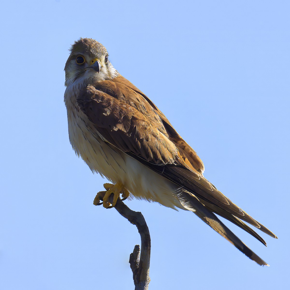 Nankeen Kestrel - ML623859044