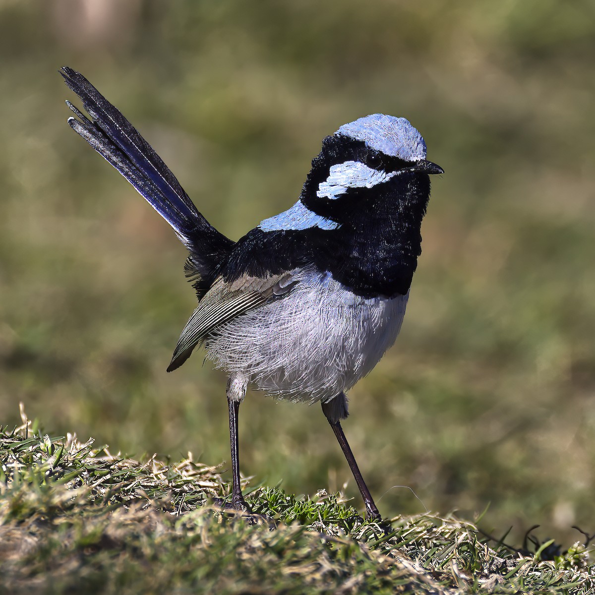 Superb Fairywren - ML623859052