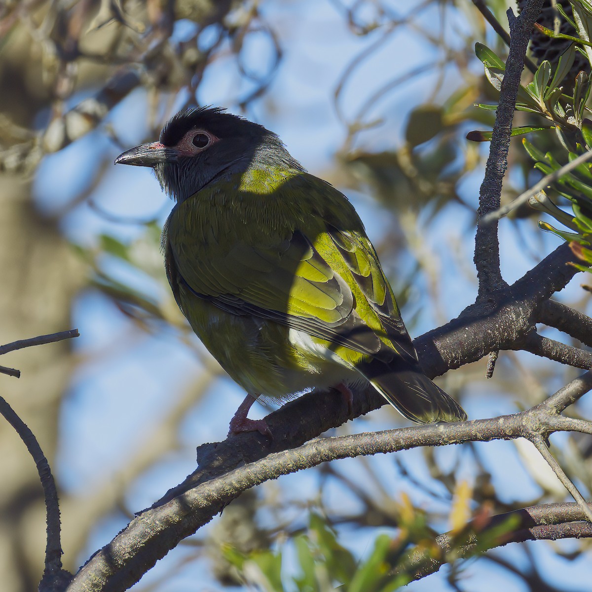 Australasian Figbird - ML623859054