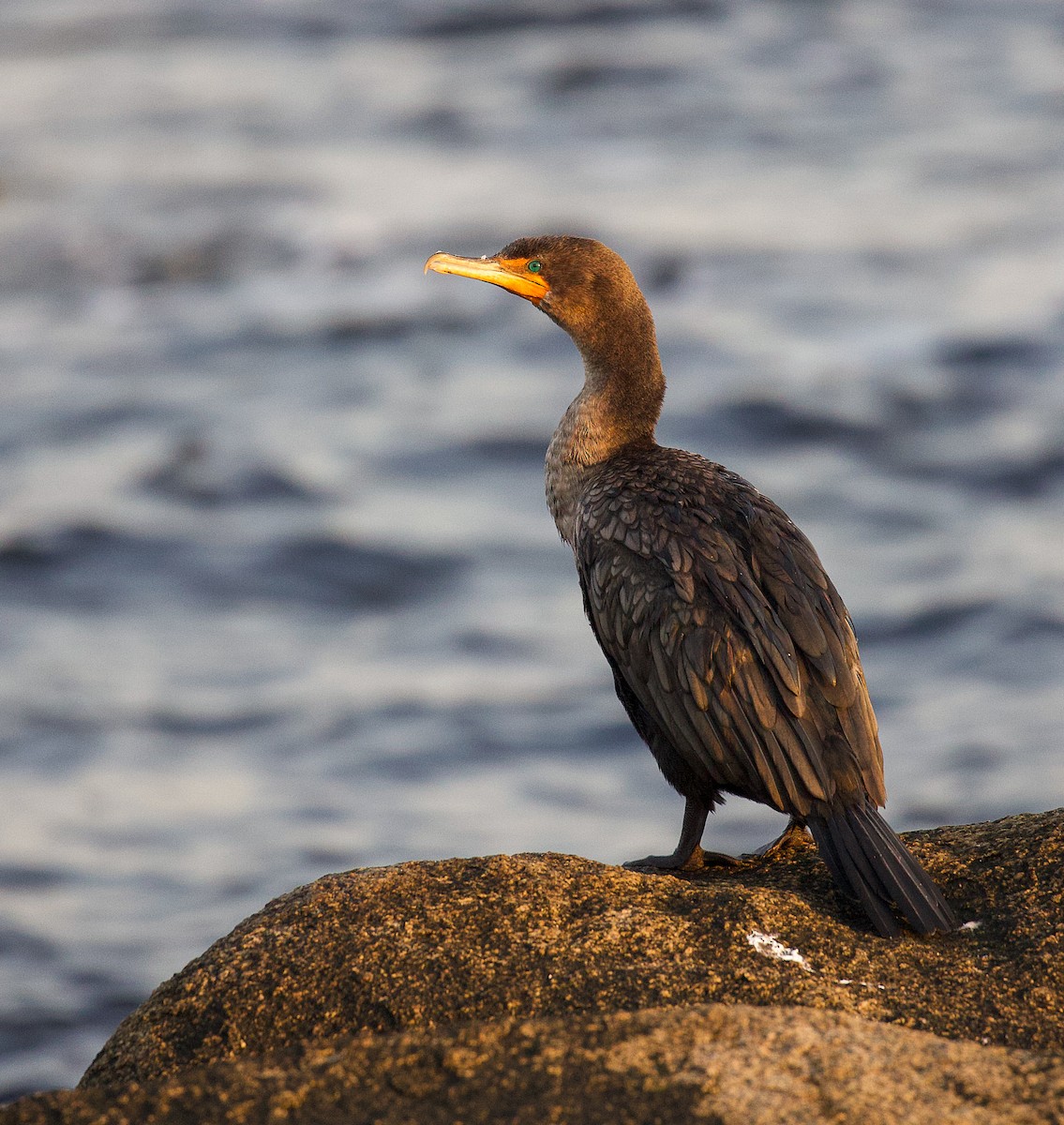 Double-crested Cormorant - ML623859055