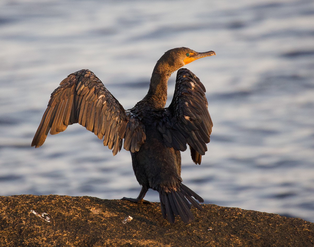 Double-crested Cormorant - ML623859056