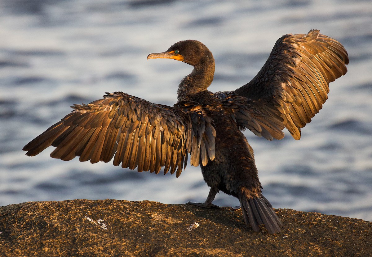 Double-crested Cormorant - Jason Barcus