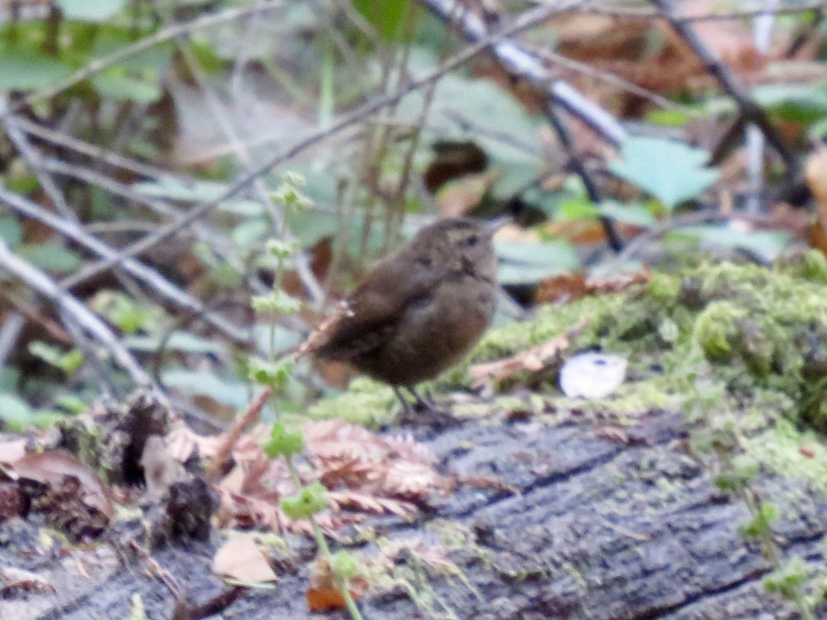 Pacific Wren - ML623859058