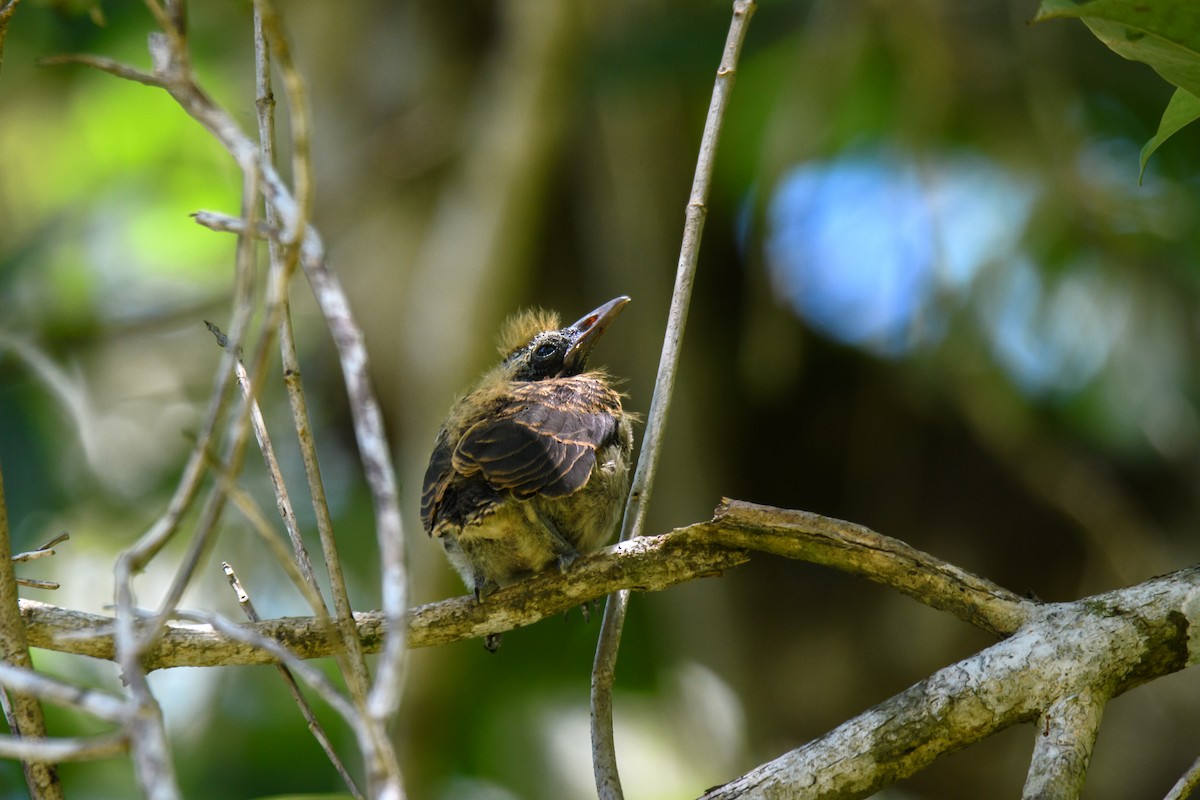 Brown Oriole - ML623859060