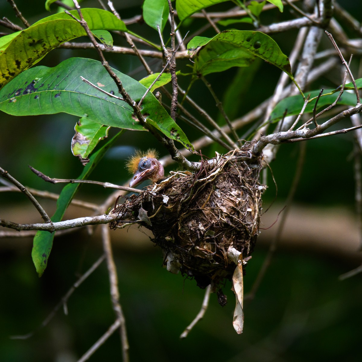 Brown Oriole - ML623859061