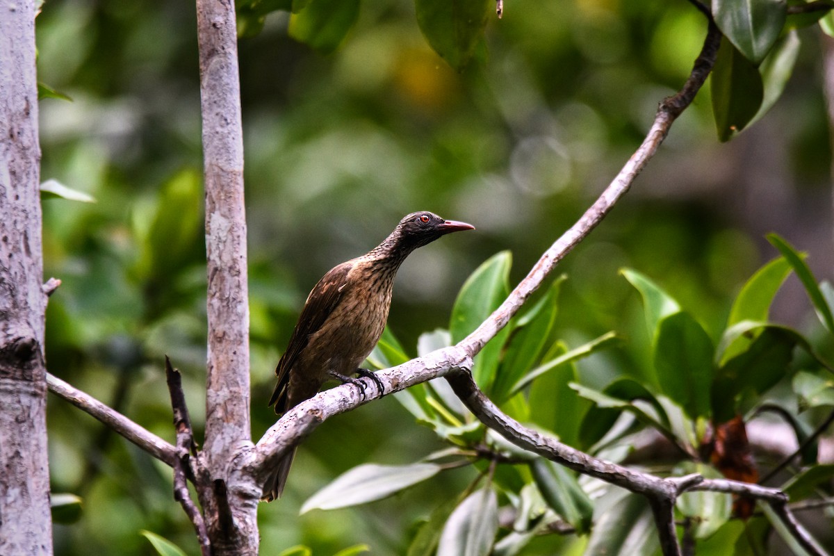 Brown Oriole - ML623859062