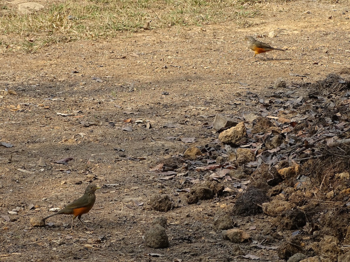 Rufous-bellied Thrush - ML623859066