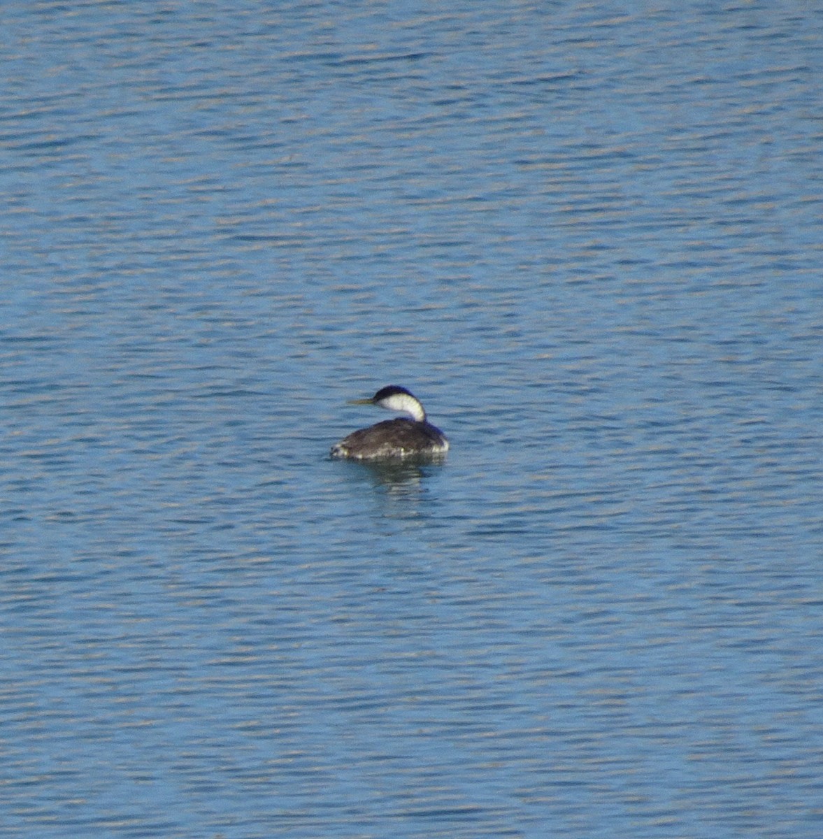 Western Grebe - ML623859067