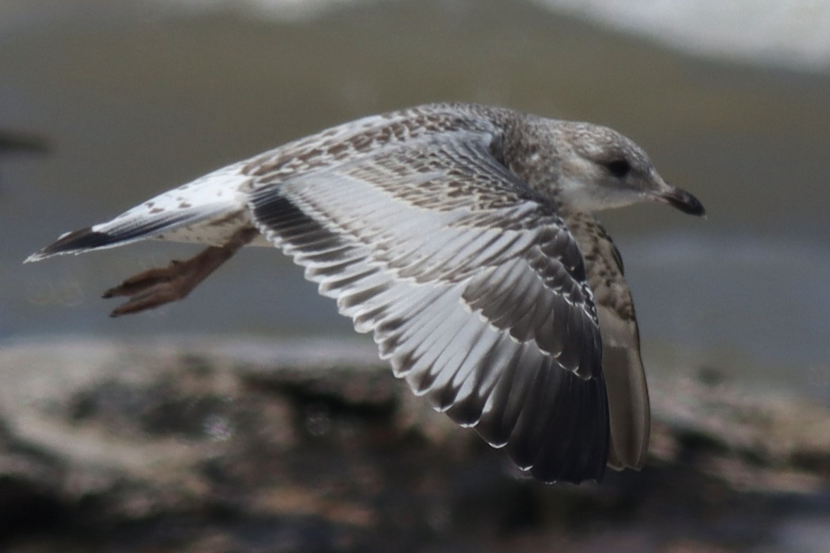 Ring-billed Gull - ML623859068