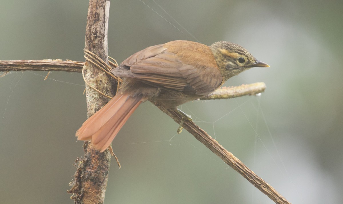 Scaly-throated Foliage-gleaner - ML623859069