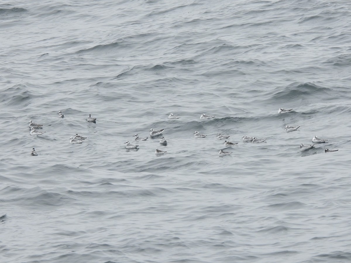 Red Phalarope - ML623859073