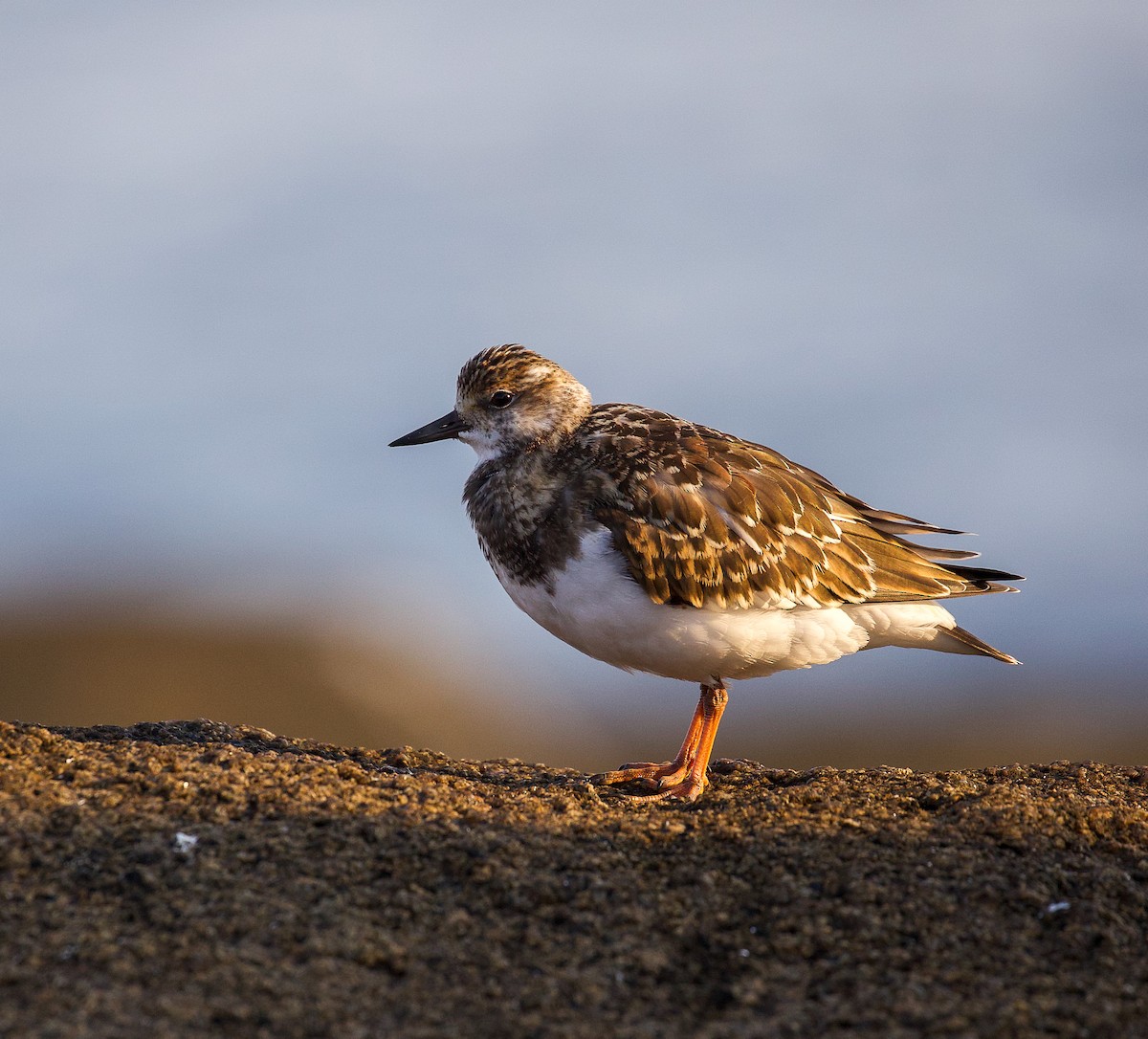 Ruddy Turnstone - ML623859076