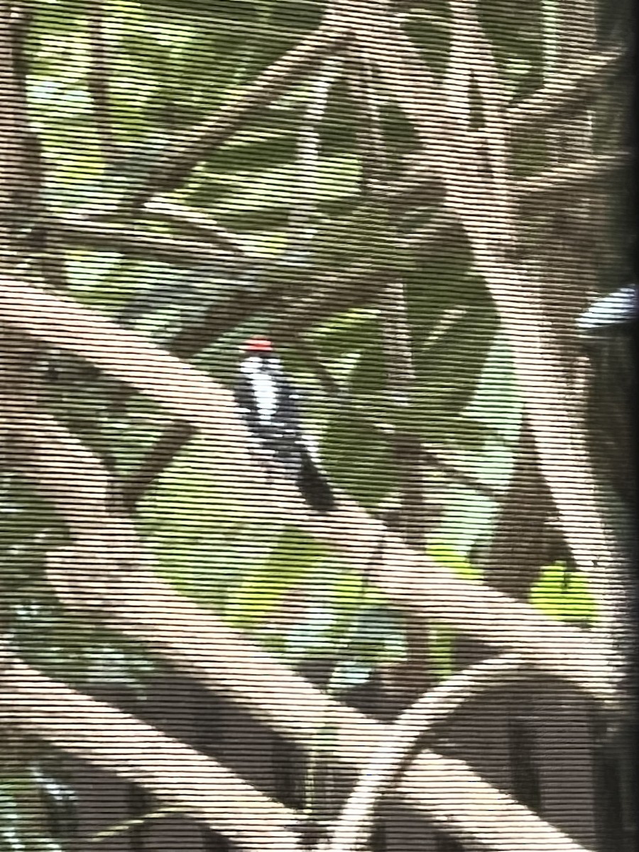 Downy Woodpecker - ML623859078