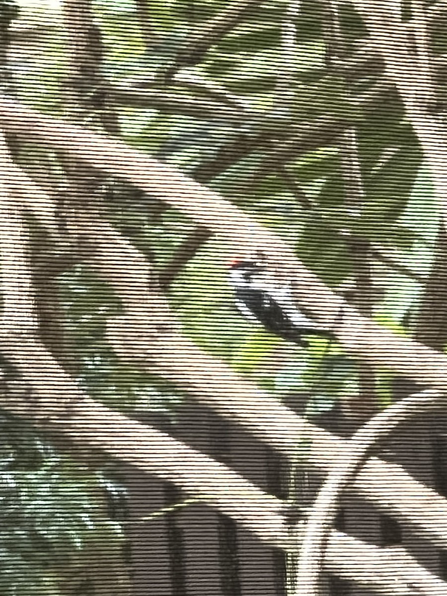 Downy Woodpecker - ML623859079