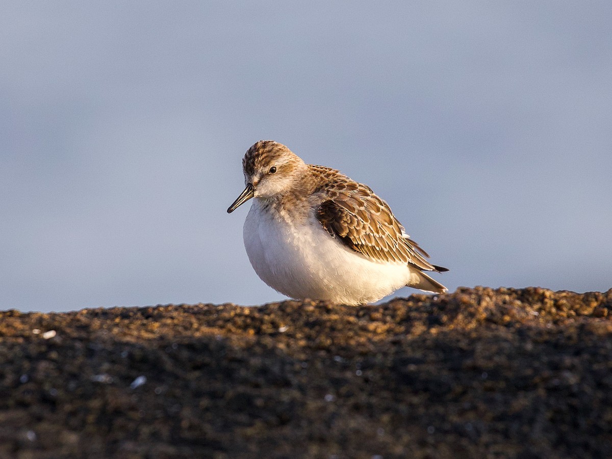 Semipalmated Sandpiper - ML623859081