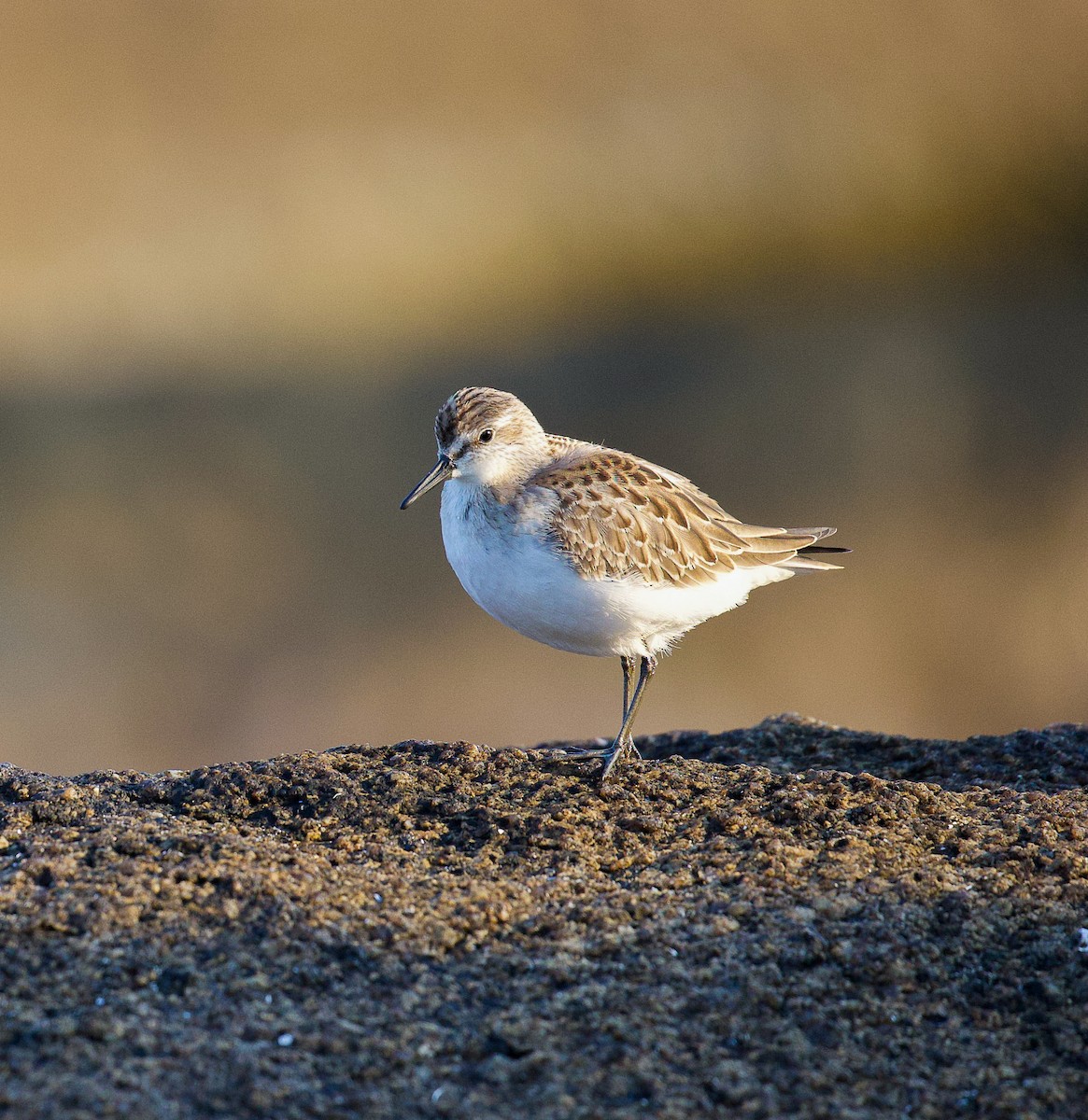 Semipalmated Sandpiper - ML623859082