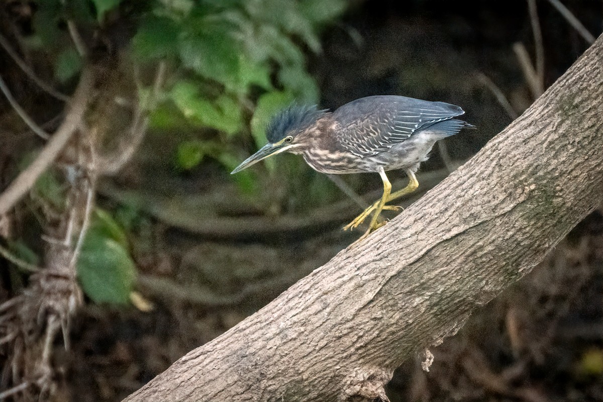 Green Heron - ML623859083