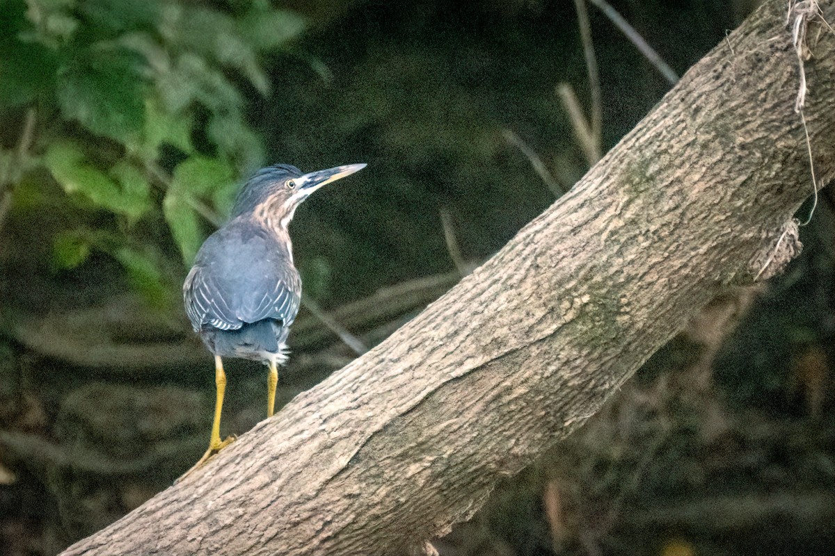 Green Heron - ML623859084