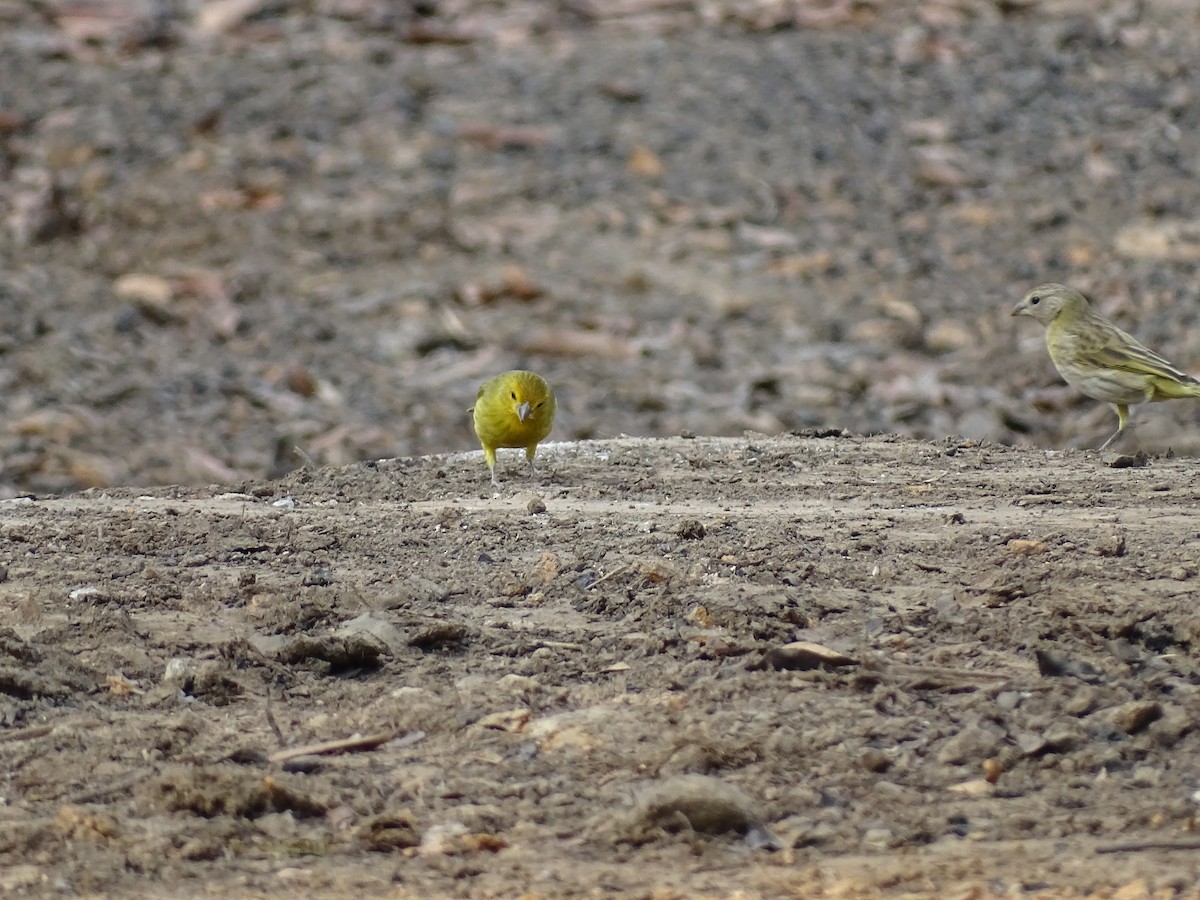 Saffron Finch - ML623859085