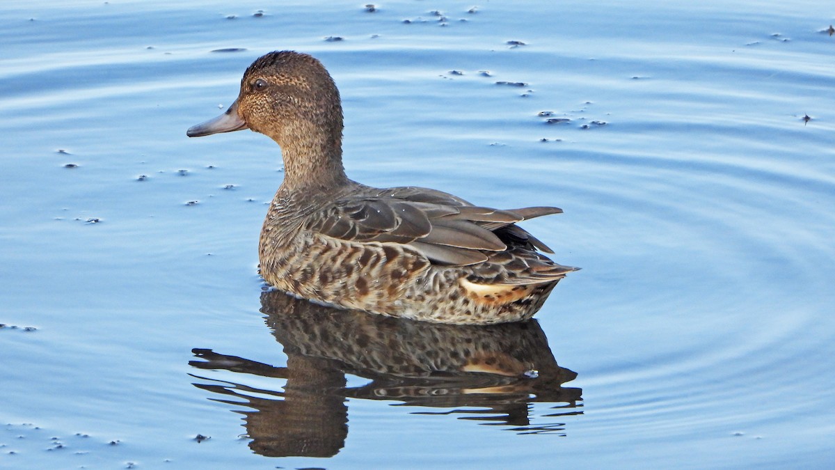 Green-winged Teal - Benoît Turgeon