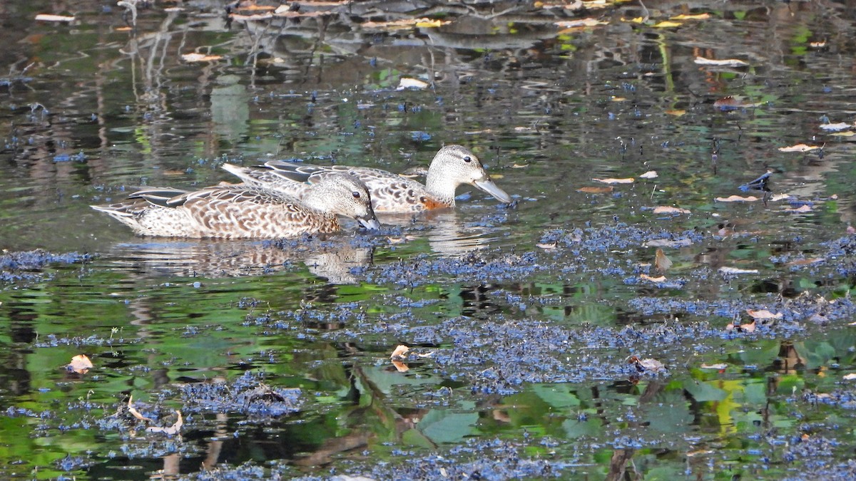 Blue-winged Teal - Benoît Turgeon